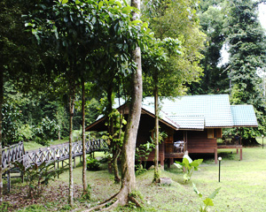Royal Right Wing - Borneo Rainforest Lodge