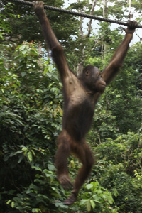 En 
      
 
 
 
 
 
 
 
 
 
 
 
 
 
 
 tredje orangutang hängande i rep