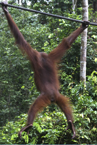 En annan orangutang 
      
 
 
 
 
 
 
 
 
 
 
 
 
 
 
 hängande i rep