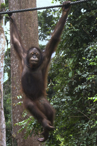 Orangutang 
      
 
 
 
 
 
 
 
 
 
 
 
 
 
 
 hängande i rep